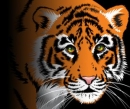 Rok 2010 - rok zlatého Tigra