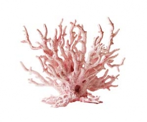 Ružový korál