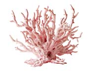 Ružový korál
